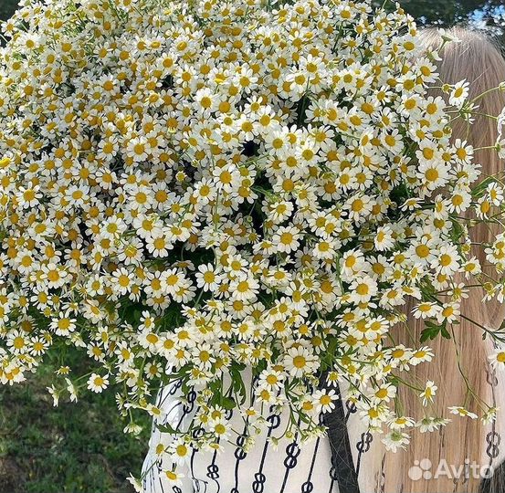 Ромашки букет