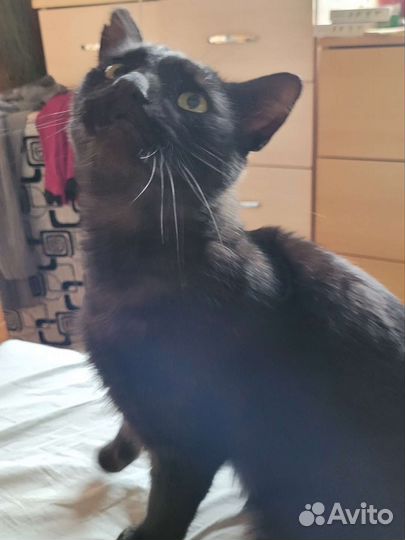 Кот с доставкой