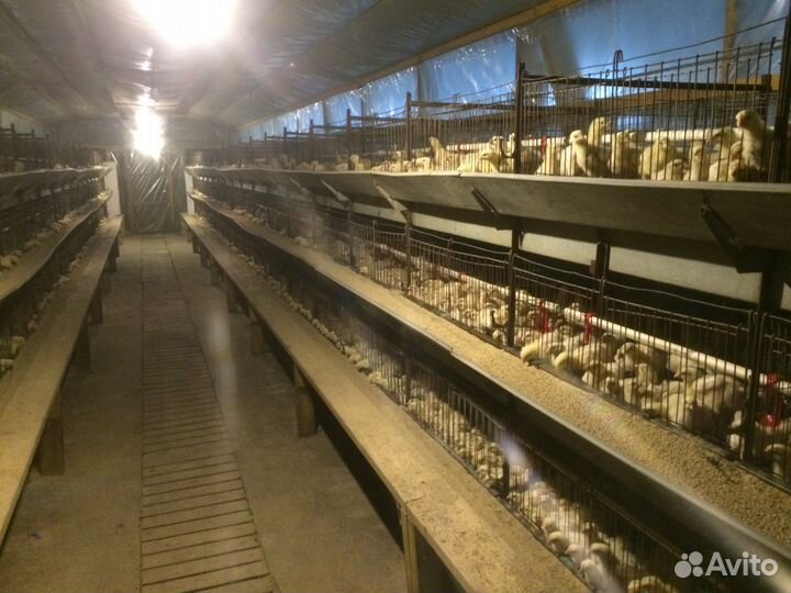 Цыплята бройлеры суточные, подрощенные,другая птиц