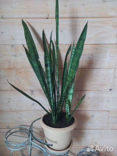 Сансевиерия цилиндрика ракета