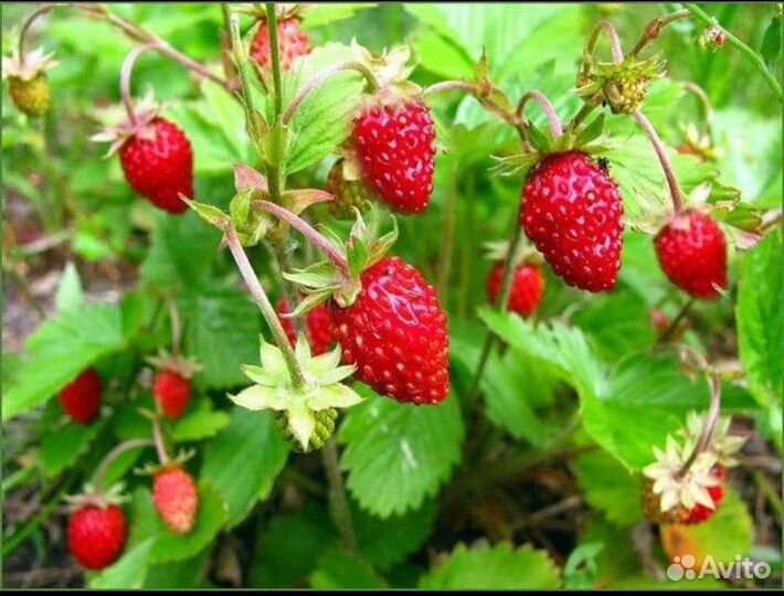 Земляника садовая