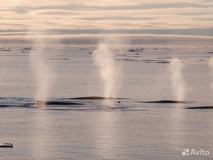 Териберка Топ-Экскурсия Зима вТериберке— время гор