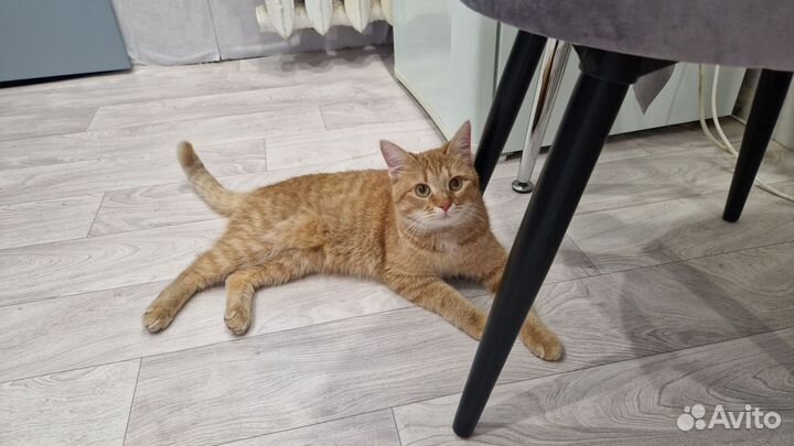 Отдам в добрые руки котика