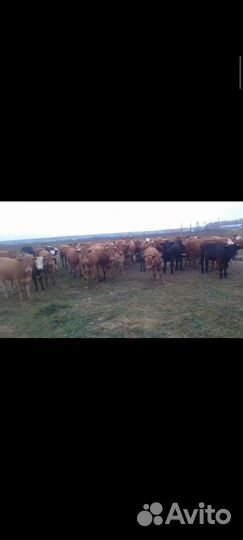 Бычки и телки породы Герефорд и Лимузин