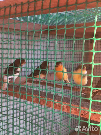 Кенара и канарейки