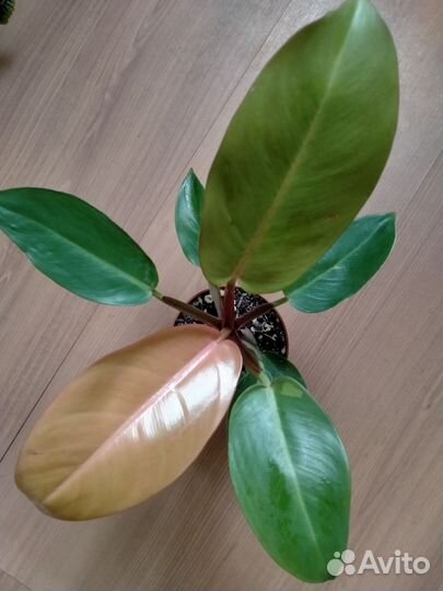 Филодедрон принц оранж