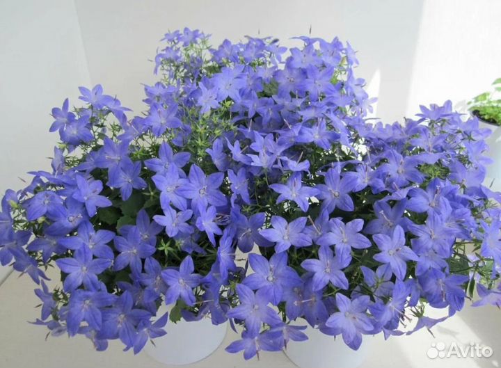 Кампанула(жених)