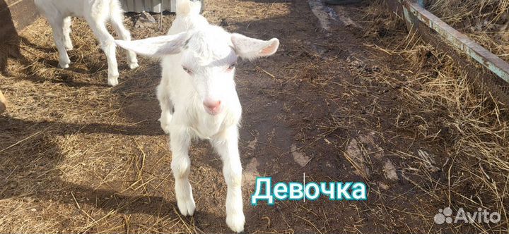 Продам Козлят