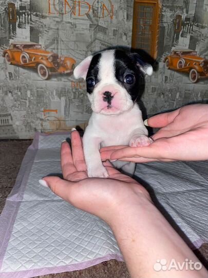 Французский бульдог щенки