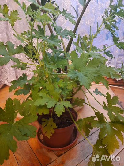 Пеларгония герань душистая