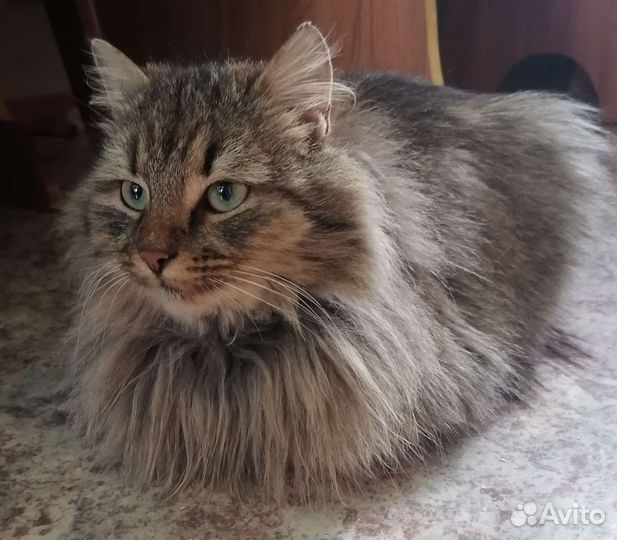 Кошка Марселла