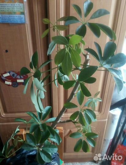 Шефлера и мята комнатная,драцена