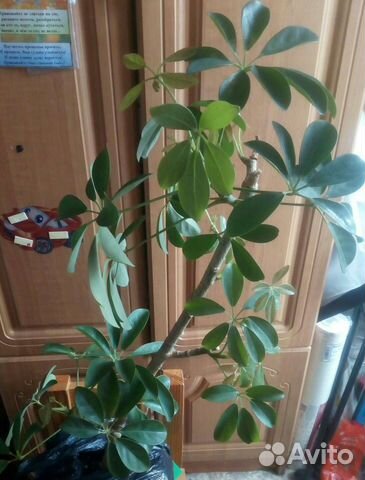 Шефлера и мята комнатная,драцена