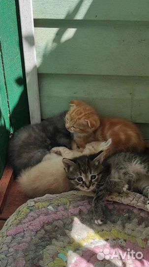 Котята в добрые руки