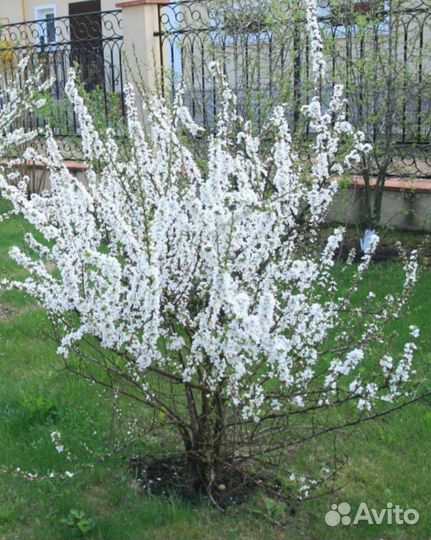 Вишня войлочная. Крупноплодная. Карлик. Саженцы