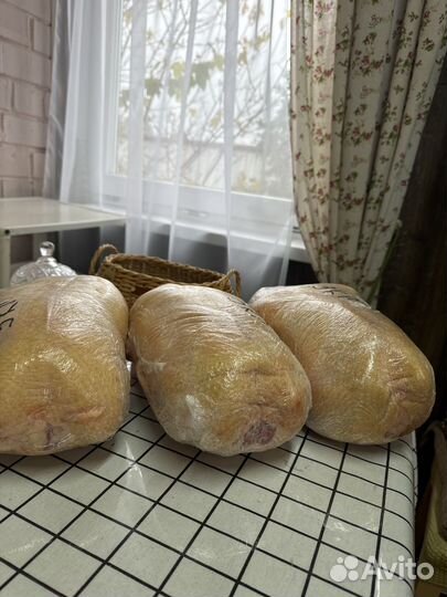 Гусь домашний