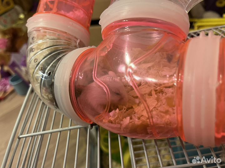 Бесплатно Хомячки Джунгарские новорожденные