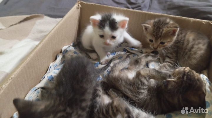 Котята в добрые руки