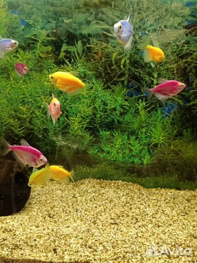 Тернеция glofish