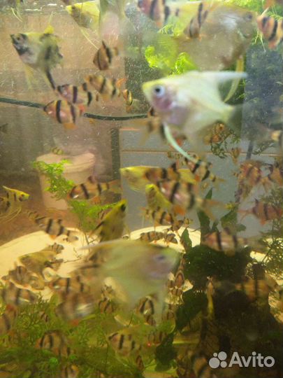 Аквариумные рыбки