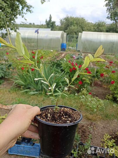 Ива Хакуро Нишики