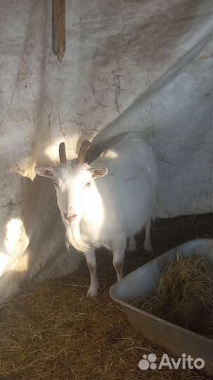 Коза дойная