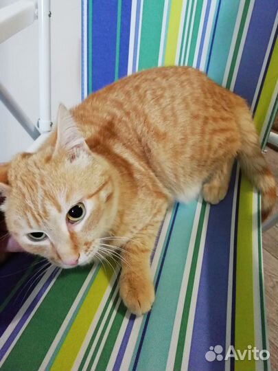 Рыжий котик