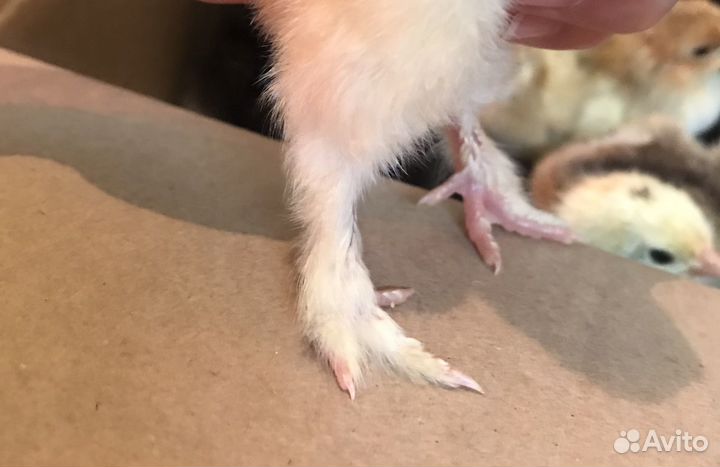 Цыплята Брама суточные, недельные, 2 недели