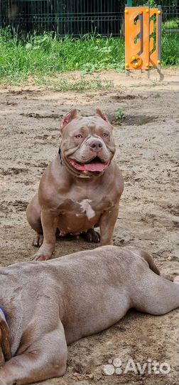 Американский булли покет