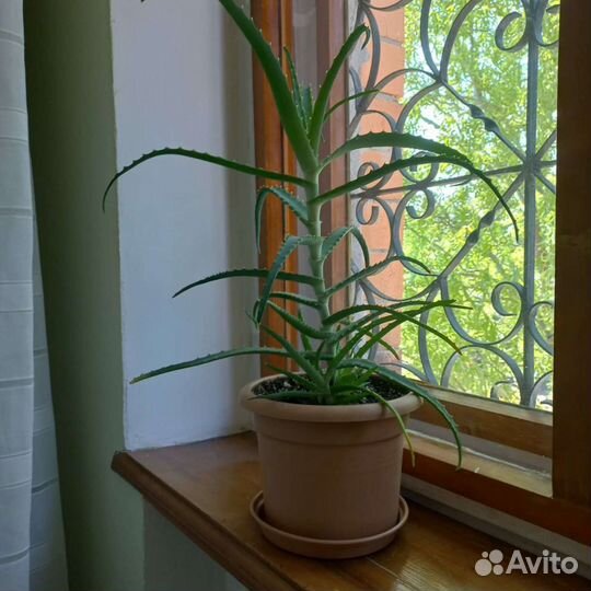 Алоэ лечебный