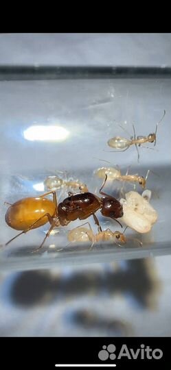 Продам семью Camponotus Fedtschenkoi 1/5-7