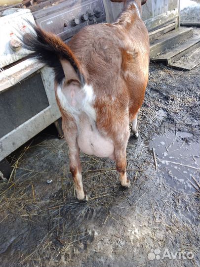 Дойная. нубийская коза