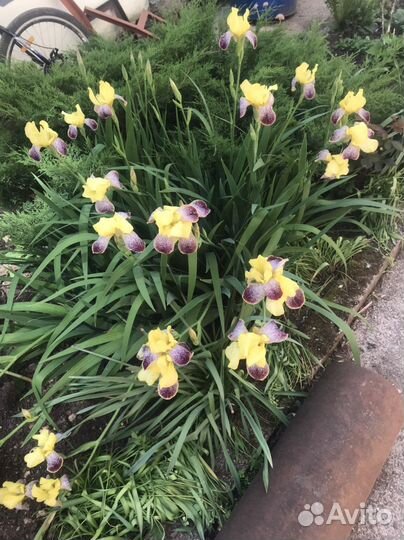 Ирисы бородатые