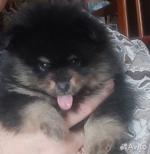 Щенки померанского шпица