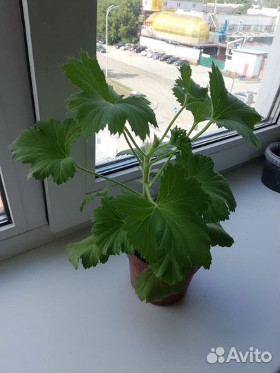 Герань пеларгония