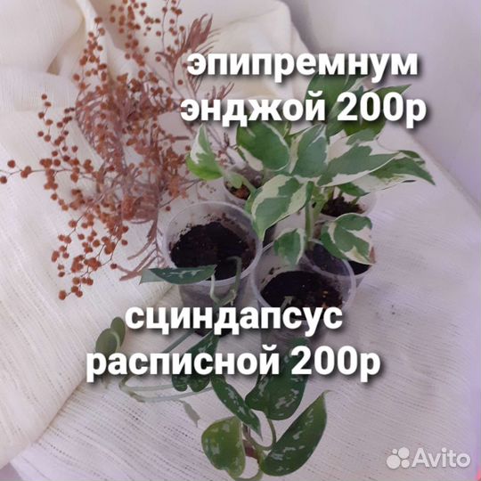 Комнатные цветы