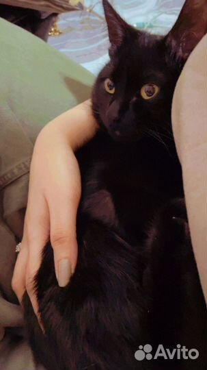 Русская кошка