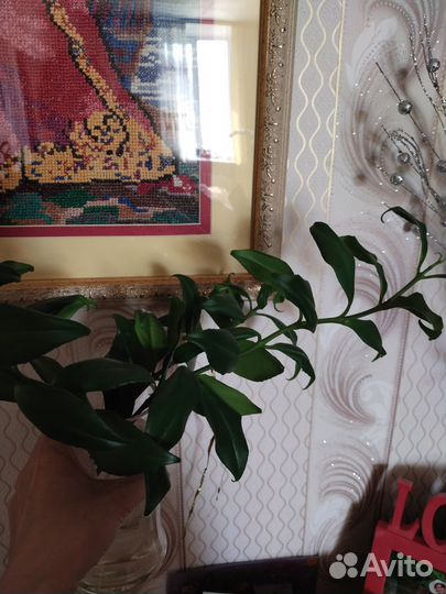 Отросток Эсхинантус