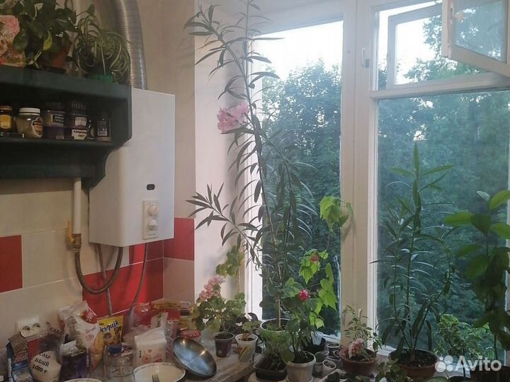 Олеандр комнатный