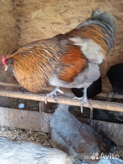 Петух амераукана