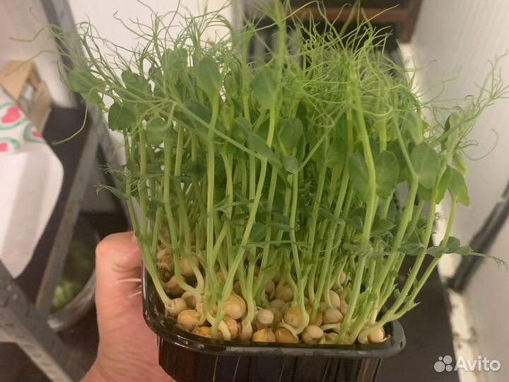 Микрозелень горчица амарант редис рукола