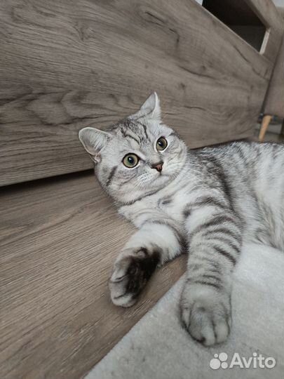 Вязка кота британец