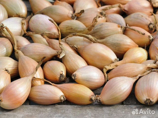 Лук семейный на посадку купить в Тюмени | Товары для дома и дачи | Авито