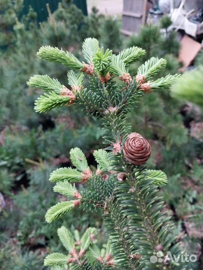 Пихта Бальзамическая