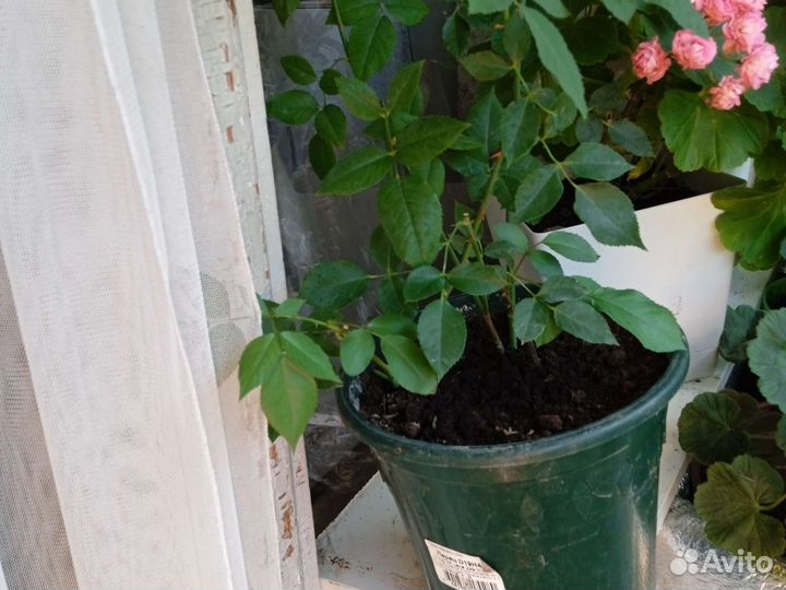 Бенгальская роза взрослая