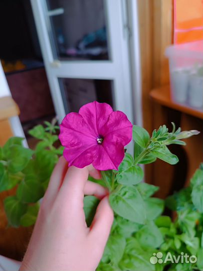 Рассада петуния мультицвет