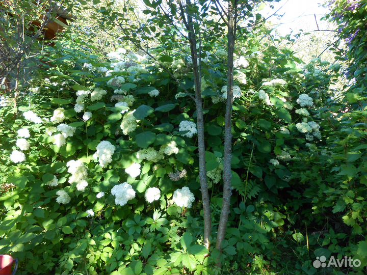 Отростки Гортензии Мяты Душицы Сныти-пёстрой