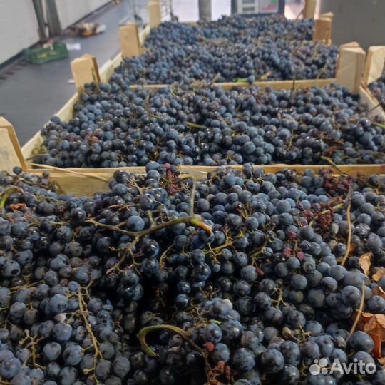 Мерло Каберне Изабелла оптом