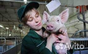 Животновод (Вахта с проживанием и питанием )