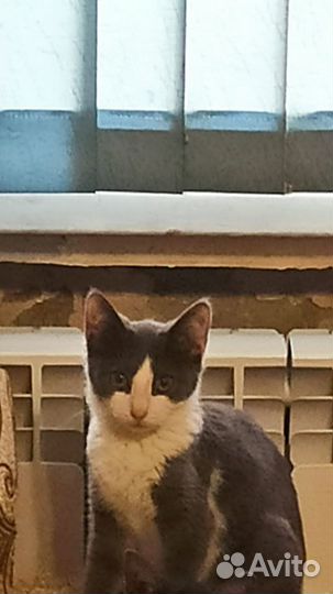 Котенок в добрые руки